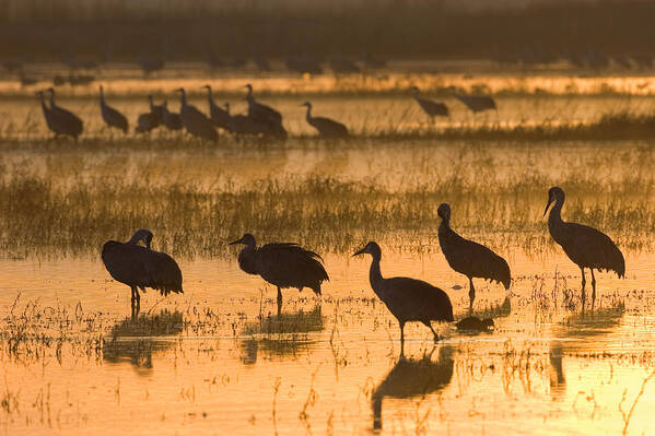 Feb0514 Poster featuring the photograph Sandhill Cranes Bosque Del Apache Nwr by Konrad Wothe