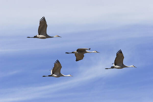 00198273 Poster featuring the photograph Sandhill Cranes Flying in Formation by Konrad Wothe