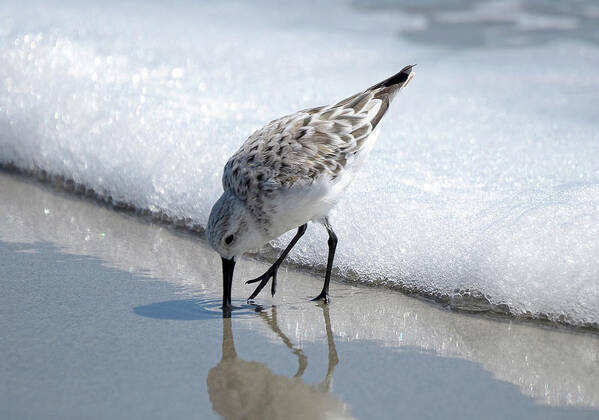 Sand Poster featuring the photograph Sandpiper I by Bruce Nawrocke