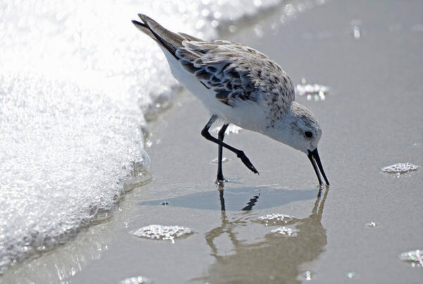 Sand Poster featuring the photograph Sandpiper II by Bruce Nawrocke