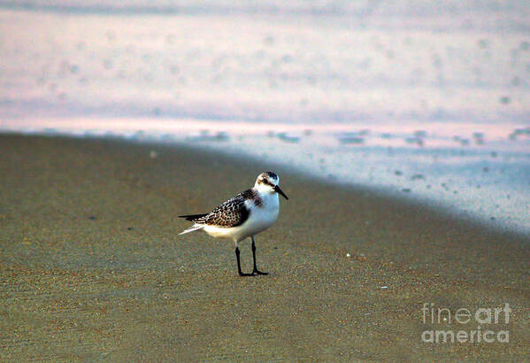 Bird Photography Poster featuring the photograph Sandpiper by Patricia Griffin Brett
