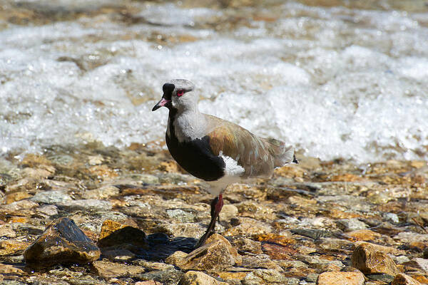 Photograph Poster featuring the photograph Sandpiper by Richard Gehlbach