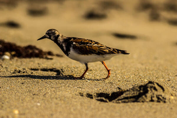 Ruddy Turnstone Poster featuring the photograph Sandy Beach with Ruddy by George Kenhan