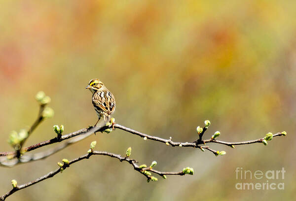 Savannah Sparrow Poster featuring the photograph Savannah Sparrow Impression by Ilene Hoffman