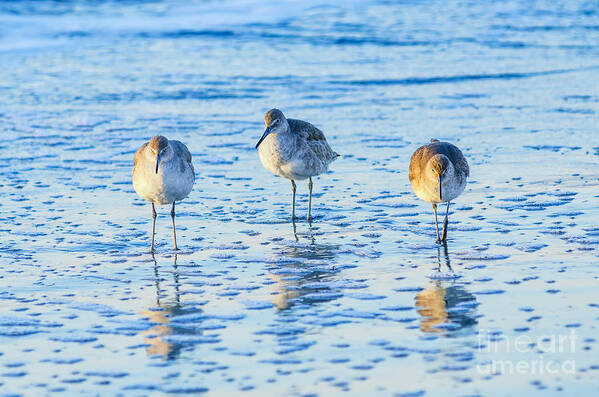 Shorebird Poster featuring the photograph SC Willets by Anthony Heflin
