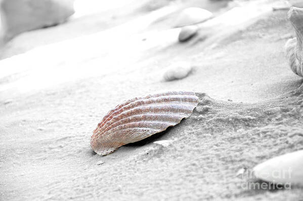 Shell Poster featuring the photograph Scallop Shell by Robert Meanor