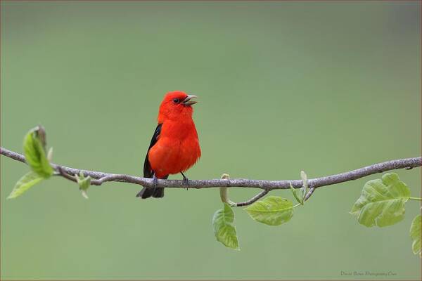 Scarlet Tanager Poster featuring the photograph Scarlet and Green by Daniel Behm