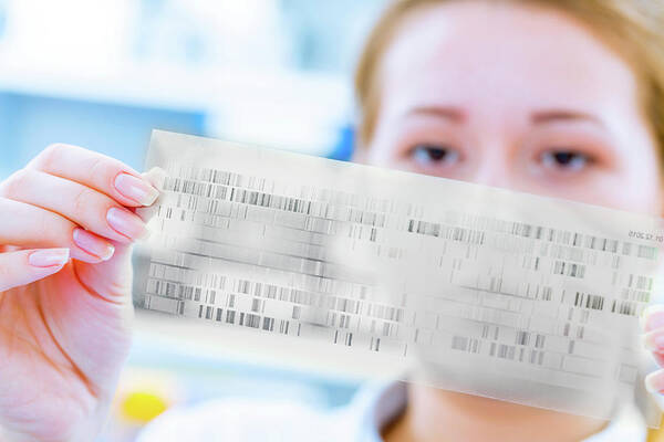 Biological Poster featuring the photograph Scientist Holding Dna Sequencing Results by Wladimir Bulgar/science Photo Library