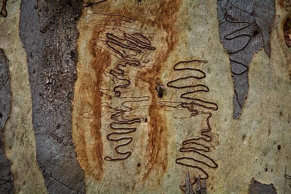 Trees Poster featuring the photograph Scribbly Gum Art E by Peter Kneen