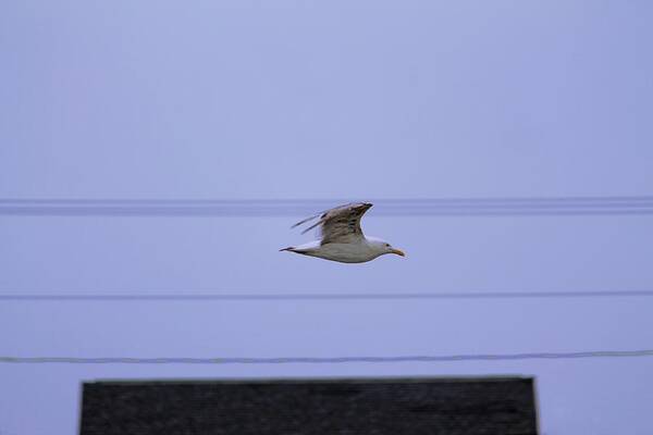 York Maine Poster featuring the photograph Sea Gull Over Roof Top at Long Sands Beach York Maine by Michael Saunders