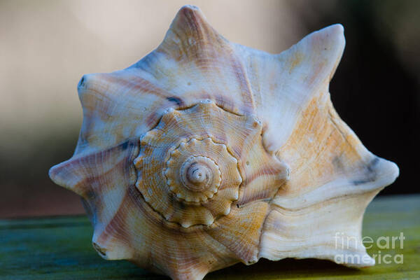 Sea Shell Poster featuring the photograph Sea Shell by Dale Powell