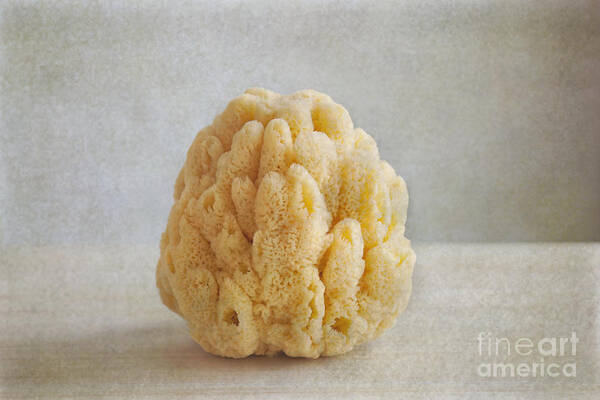 Sponge Poster featuring the photograph Sea Sponge by Aiolos Greek Collections