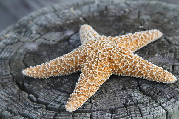 Starfish Poster featuring the photograph Sea Star on Post by Cathy Lindsey