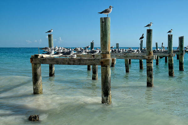 Caribbean Poster featuring the photograph Seabird Perch by Allan Van Gasbeck