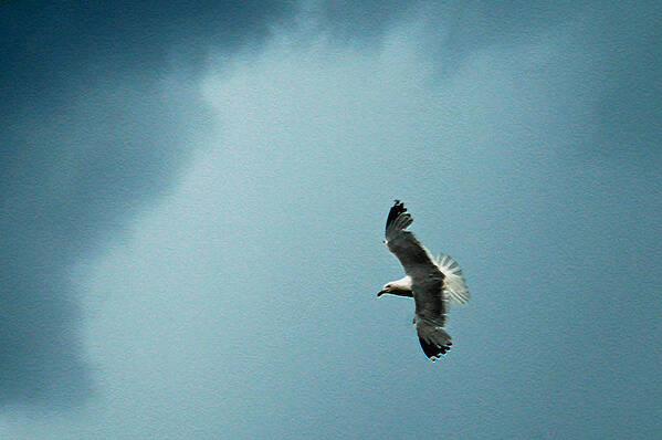 Bird Poster featuring the photograph Seagull in Flight by Aimee L Maher ALM GALLERY