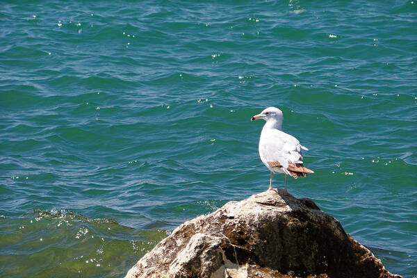 Michigan Poster featuring the photograph Seagull on Rock by Lars Lentz