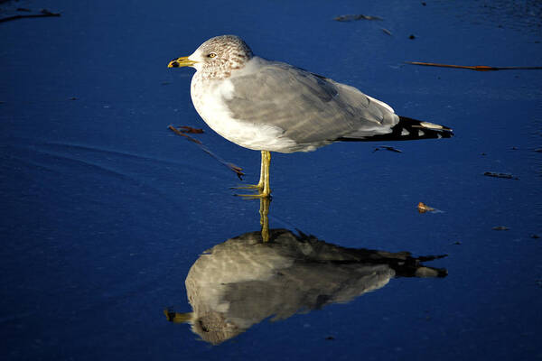 Seagull Poster featuring the photograph Seagull Reflecting in Shallow Water by Bill Swartwout