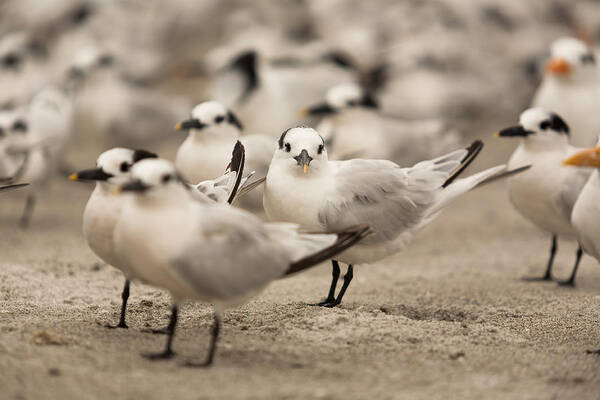 Birds Poster featuring the photograph Seagulls by Raul Rodriguez