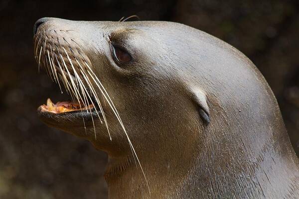 Sealion Poster featuring the photograph Sealion face by Allan Morrison