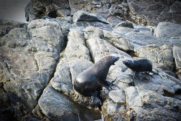 Animals In The Wild Poster featuring the photograph Seals On A Rock by Jim Julien / Design Pics
