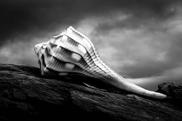 Shell Poster featuring the photograph Seashell Without The Sea by Bob Orsillo