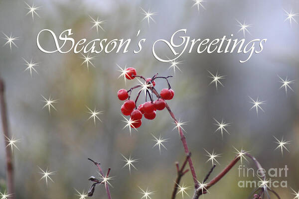 Christmas Cards Poster featuring the photograph Seasons Greetings Red Berries by Cathy Beharriell