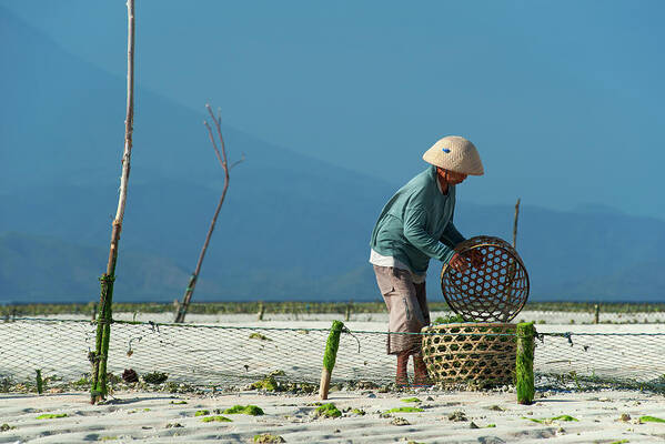 Working Poster featuring the photograph Seaweed Farmer On Nusa Lembongan, Bali by Dallas Stribley