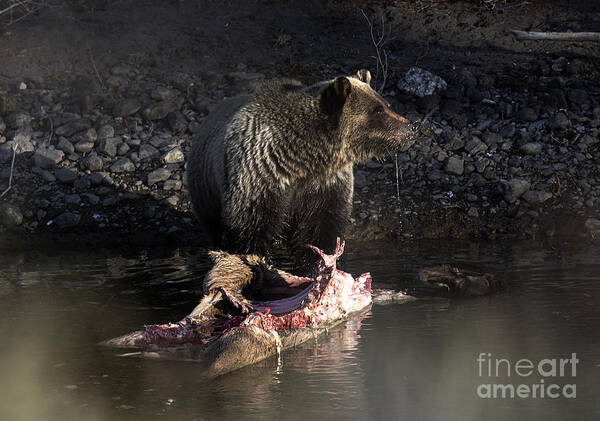 Grizzly Bear Poster featuring the photograph Secrets by Deby Dixon