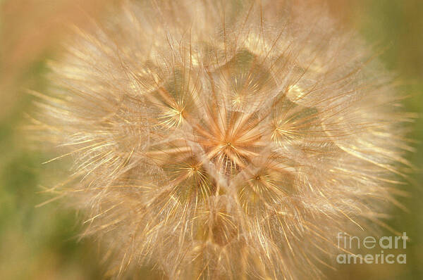 Plant Poster featuring the photograph Seed Head Of A Dandelion by Ron Sanford