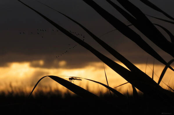 Dragonfly Poster featuring the photograph Sentinel Dragonfly by Deborah Smith