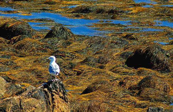 The Gull Is Master Of All He Surveys At Sachuest Poibnt National Wildlife Refuge In Rhode Island. Poster featuring the photograph Sentinel Seagull by Nancy De Flon