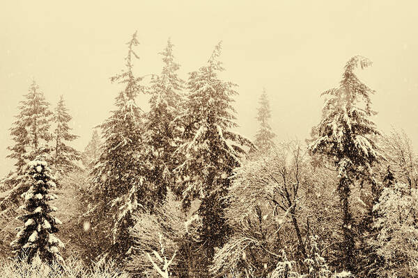 Winter Poster featuring the photograph Sepia Winter Landscape by Peggy Collins