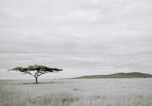 Africa Poster featuring the photograph Serengeti Acacia Tree by Shaun Higson