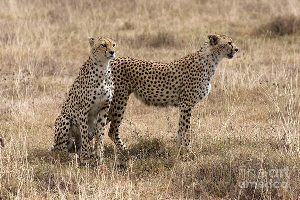 Cheetahs Poster featuring the photograph Serengeti Cheetahs by Chris Scroggins