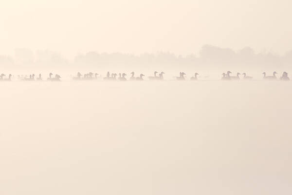 Anser Poster featuring the photograph Serenity by Roeselien Raimond