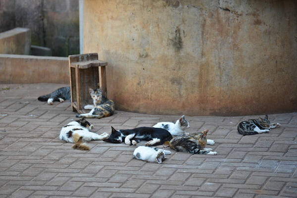 Accra Poster featuring the photograph Eight Cats in the Drum Maker's Yard by Ronda Broatch