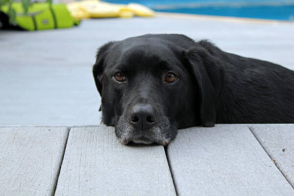 Black Dog Poster featuring the photograph Shadow lounging on the deck by Susan Jensen