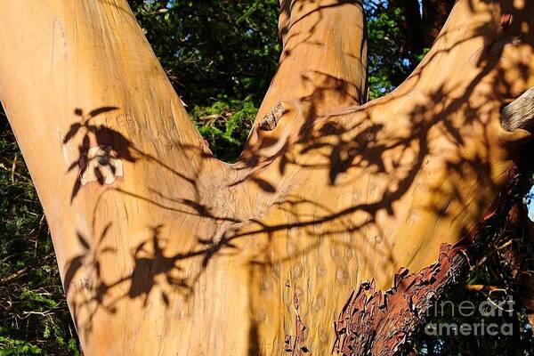  Poster featuring the photograph Shadows on Arbutus by Sharron Cuthbertson