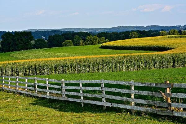 Amish Poster featuring the photograph Shapely Cornfield by Tana Reiff