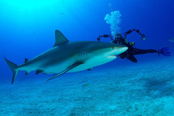 Caribbean Reef Shark Poster featuring the photograph Shark Girl by Aaron Whittemore