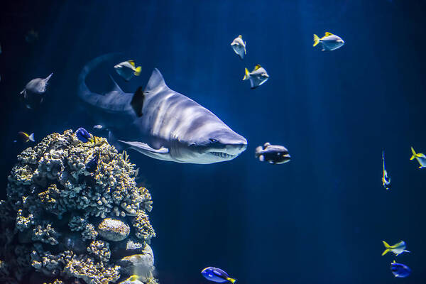 Aggressive Poster featuring the photograph Shark hunting by Jaroslaw Grudzinski