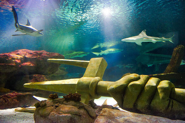 Sea Life Minnesota Aquarium Poster featuring the photograph Shark Tank Trident by Bill Pevlor
