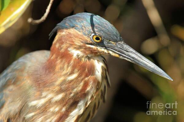 Green Heron Poster featuring the photograph Sharp by Adam Jewell