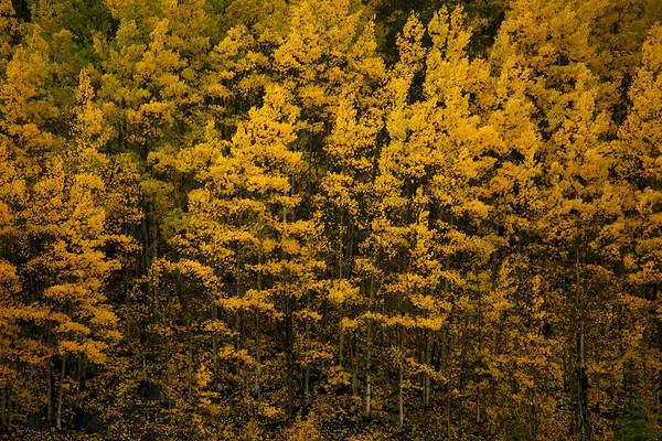 Aspen Trees Poster featuring the photograph Shedding Leaves by Jeremy Rhoades