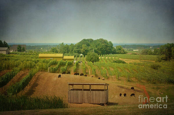 Farm Poster featuring the photograph Sheep Among the Vineyards by Maria Janicki