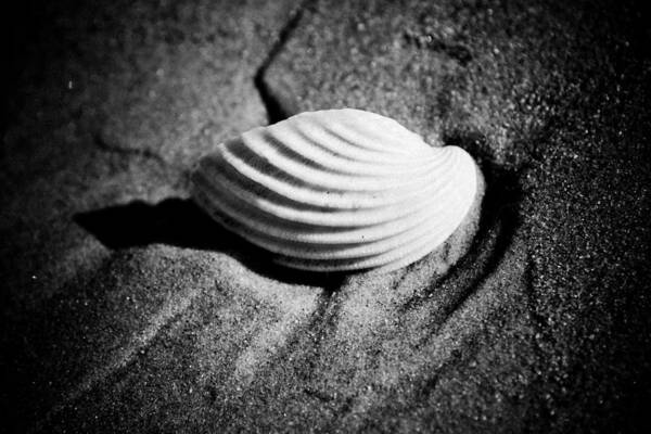 Scene Poster featuring the photograph Shell on Sand black and white photo by Raimond Klavins