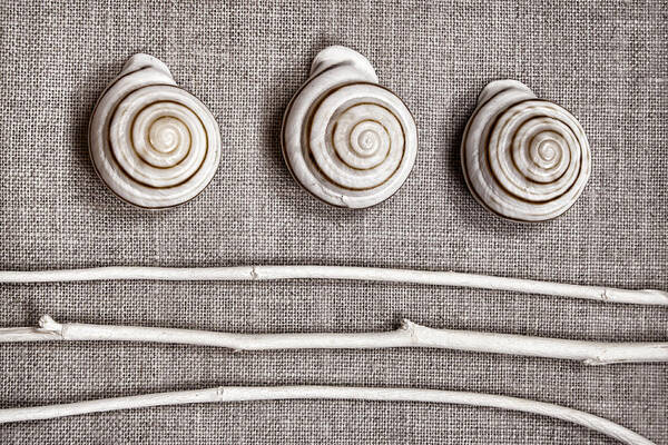 Collection Poster featuring the photograph Shells and Sticks by Carol Leigh