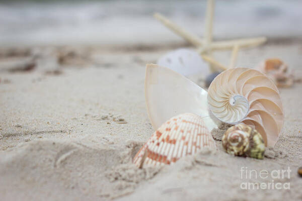 Shells Poster featuring the photograph Shells on the Sand photo print by JBK Photo Art