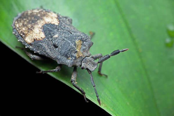 Black Background Poster featuring the photograph Shield Bug On Leaf by Melvyn Yeo/science Photo Library