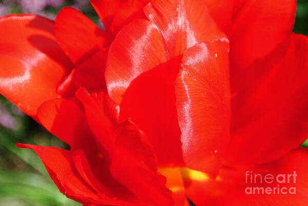  Poster featuring the photograph Shining Tulip by Sharron Cuthbertson